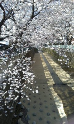 jimotonosakura.JPG