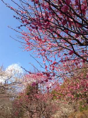 @20150310.jpg