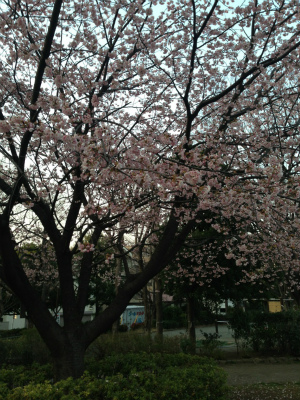 @IMG_8937.jpg