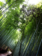 kyoto1.jpg