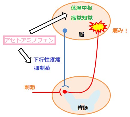 痛み止めの話 | 祖師ヶ谷大蔵駅すぐの歯医者｜谷村歯科医院｜駅から
